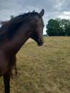 Exceptionnel poulain PRE 