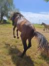 Exceptionnel poulain PRE 
