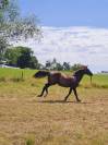Exceptionnel poulain PRE 