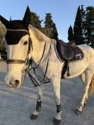 Cheval de loisir