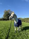 Cheval de loisir