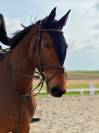 NEMESIS D'HOOGPOORT / Jument / 6 ans / CSO 