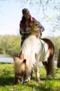 Hongre shetland 3 ans