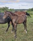 POULICHE 2025 TOP PEDIGREE