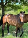ORRIKE / Jument 6 ans / CSO 