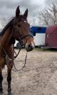 femmina 7 anni in vendita 