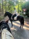 Cheval ibérique minorquin à vendre