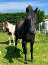 Cheval ibérique minorquin à vendre