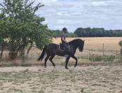 Cheval ibérique minorquin à vendre