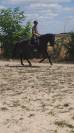 Cheval ibérique minorquin à vendre