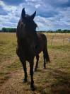 Cheval ibérique minorquin à vendre