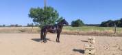 Cheval ibérique minorquin à vendre