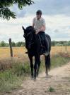 Cheval ibérique minorquin à vendre