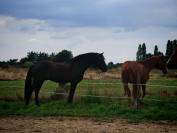 Cheval ibérique minorquin à vendre
