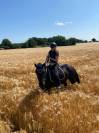 Cheval ibérique minorquin à vendre