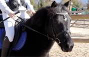 Ponette C à confier