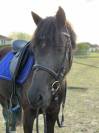 Ponette C à confier