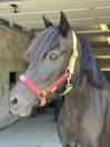Ponette C à confier