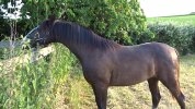 Superbe Lusitanien Mâle , 1 an, PP, Smoky Black