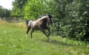 Superbe Lusitanien Mâle , 1 an, PP, Smoky Black