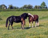 Mare Paint For sale 2015 Black
