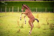 Jument foal PFS CSO par Kantje Ronaldo 