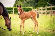 Jument foal PFS CSO par Kantje Ronaldo 