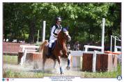 Poney à vendre 