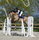 Cheval cso hongre isabelle