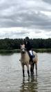 Cheval cso hongre isabelle