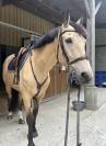 Cheval cso hongre isabelle