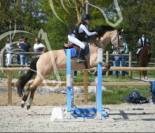 Cheval cso hongre isabelle