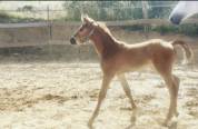 Jument de sport 5 ans par Cicero Z x Corland