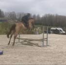 Jument de sport 5 ans par Cicero Z x Corland