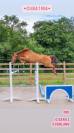 Jument de sport 5 ans par Cicero Z x Corland