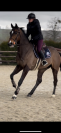 Cheval de 7 ans 