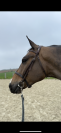 Cheval de 7 ans 
