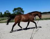 Demi ou  quart de pension cheval