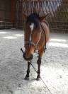 Demi ou  quart de pension cheval