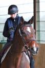 A vendre cheval maître d’école 