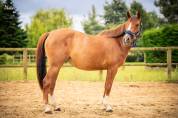 Jument 3 ans PFS par Linaro