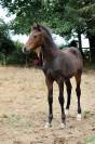 Pouliche futur D 