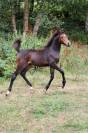 Pouliche futur D 