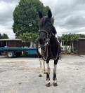 Ponette C de sport à vendre 