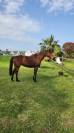 Jument CSO 9 ans