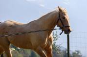 mezza fida paint horse no color 12 anni