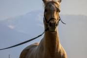 mezza fida paint horse no color 12 anni