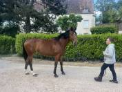 À vendre jument 4 ans pour CSO mini AmElite