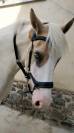 Formidable jument de loisir pie palomino aux yeux bleus