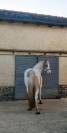 Formidable jument de loisir pie palomino aux yeux bleus